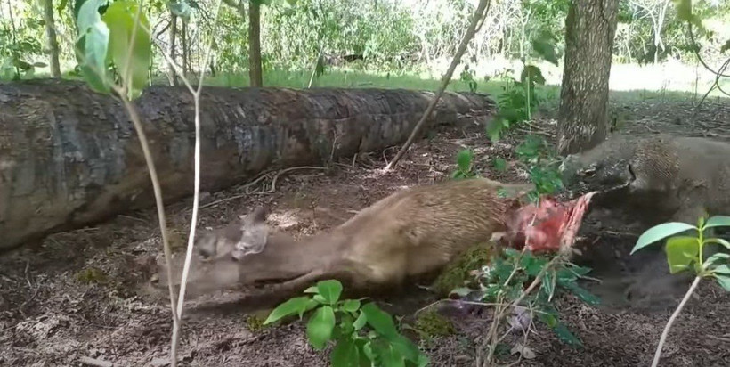 Komodo ejderi hamile geyiği yavrusuyla birlikte canlı canlı yedi! Vahşi doğanın korkunç yüzü kameralara yansıdı - Resim: 54