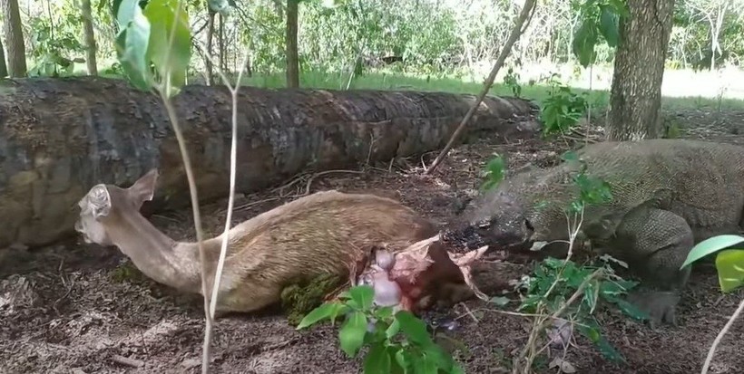 Komodo ejderi hamile geyiği canlı canlı yedi! Vahşi doğanın acımasız yüzü böyle görüntülendi - Resim: 6