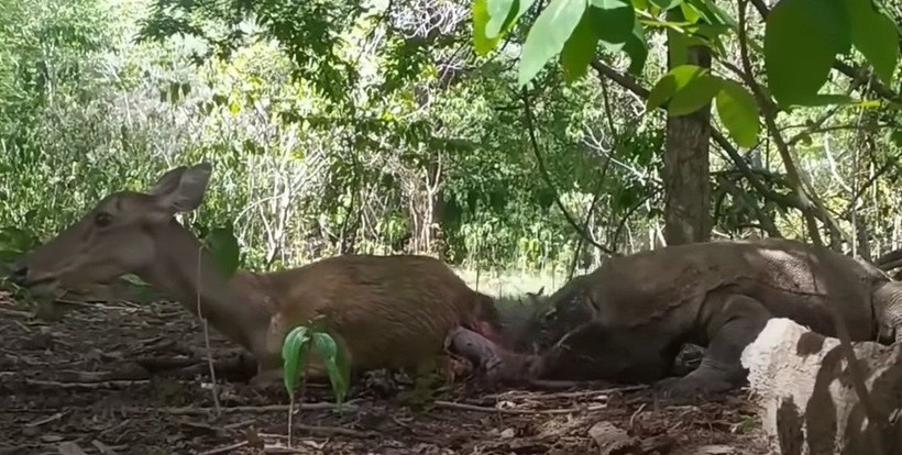 Komodo ejderi hamile geyiği canlı canlı yedi! Vahşi doğanın acımasız yüzü böyle görüntülendi - Resim: 27