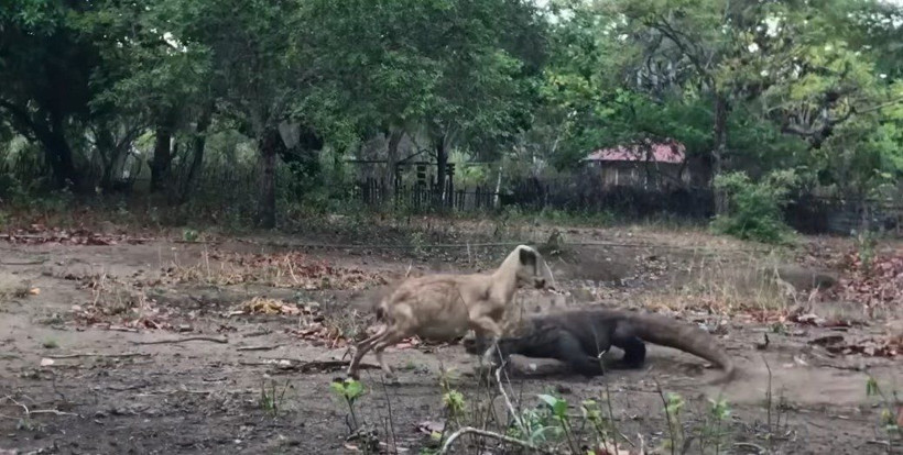 Komodo ejderinin keçi avı kamerada! Dehşete düşüren görüntü - Resim: 2