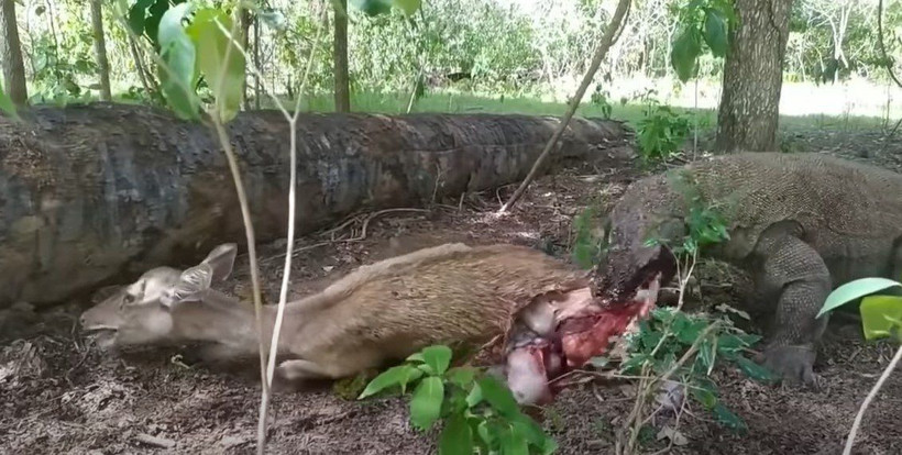 Komodo ejderi hamile geyiği yavrusuyla birlikte canlı canlı yedi! Vahşi doğanın korkunç yüzü kameralara yansıdı - Resim: 52