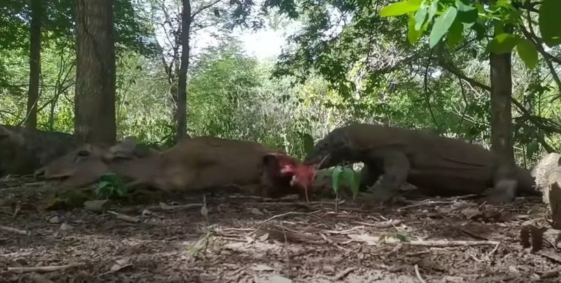 Komodo ejderi hamile geyiği yavrusuyla birlikte canlı canlı yedi! Vahşi doğanın korkunç yüzü kameralara yansıdı - Resim: 58