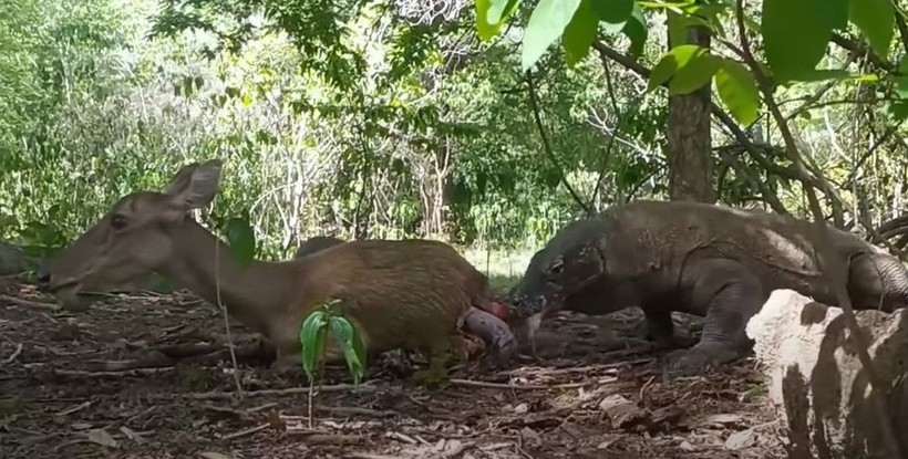 Komodo ejderi hamile geyiği canlı canlı yedi! Vahşi doğanın acımasız yüzü böyle görüntülendi - Resim: 28