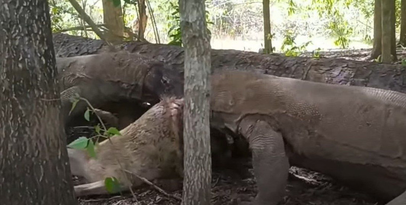 Komodo ejderi hamile geyiği yavrusuyla birlikte canlı canlı yedi! Vahşi doğanın korkunç yüzü kameralara yansıdı - Resim: 85