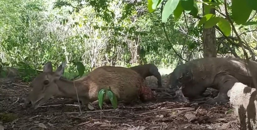 Komodo ejderi hamile geyiği canlı canlı yedi! Vahşi doğanın acımasız yüzü böyle görüntülendi - Resim: 33
