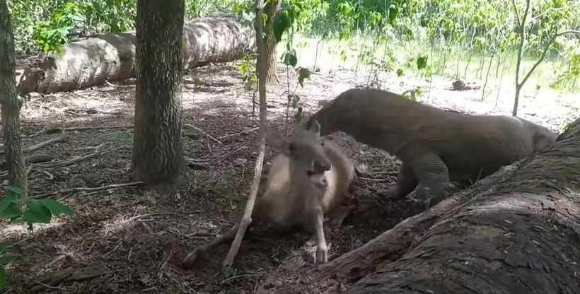 Komodo ejderi hamile geyiği yavrusuyla birlikte canlı canlı yedi! Vahşi doğanın korkunç yüzü kameralara yansıdı - Resim: 11