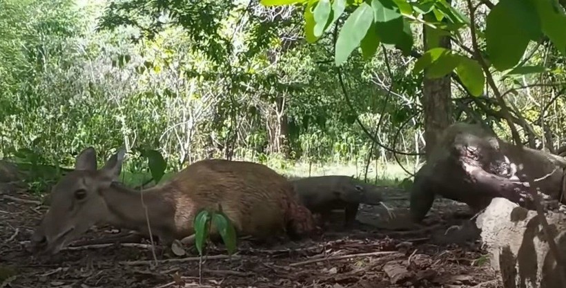 Komodo ejderi hamile geyiği canlı canlı yedi! Vahşi doğanın acımasız yüzü böyle görüntülendi - Resim: 34