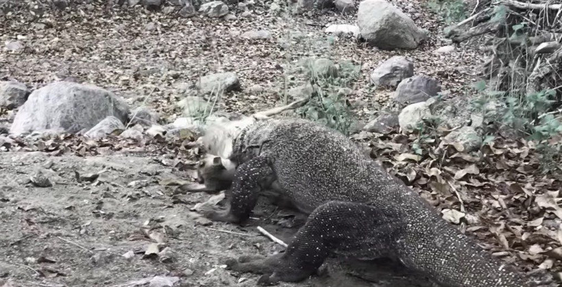 Komodo ejderinin keçi avı kamerada! Dehşete düşüren görüntü - Resim: 24
