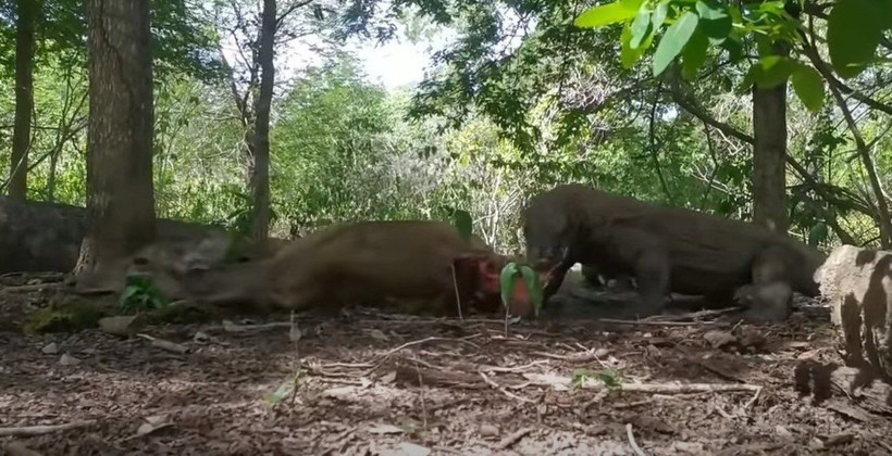 Komodo ejderi hamile geyiği yavrusuyla birlikte canlı canlı yedi! Vahşi doğanın korkunç yüzü kameralara yansıdı - Resim: 59