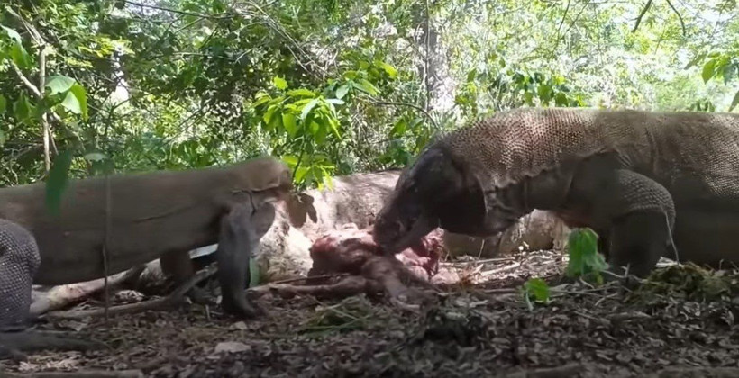 Komodo ejderi hamile geyiği yavrusuyla birlikte canlı canlı yedi! Vahşi doğanın korkunç yüzü kameralara yansıdı - Resim: 84