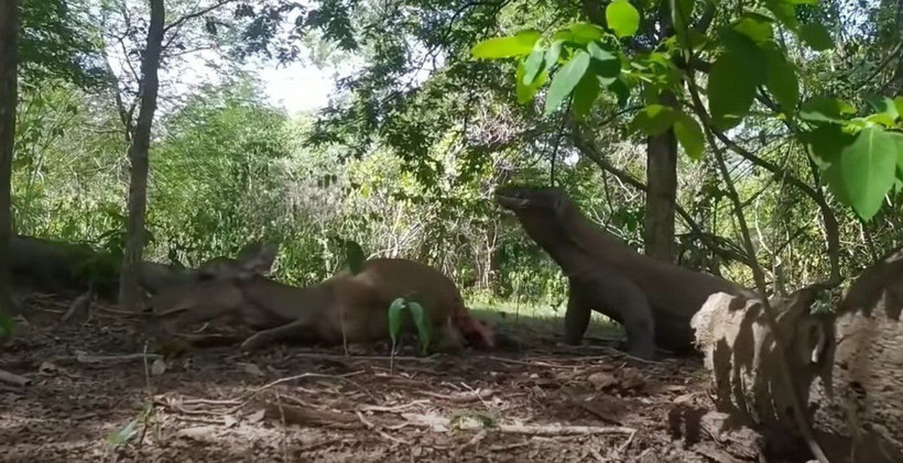 Komodo ejderi hamile geyiği yavrusuyla birlikte canlı canlı yedi! Vahşi doğanın korkunç yüzü kameralara yansıdı - Resim: 61