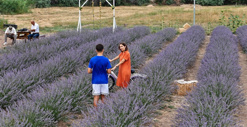 Aşık olduğu dağın eteğine lavanta bahçesi kurdu, kartpostallık görüntüler oluştu - Resim: 8