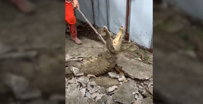 Kırdıkları beton yolun altından timsah çıktı! Gelen seslerin ardından ekipler harekete geçti | Gözlerine inanamadılar - Resim: 6