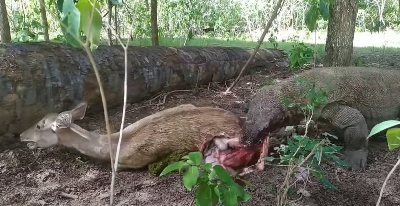 Komodo ejderi hamile geyiği yavrusuyla birlikte canlı canlı yedi! Vahşi doğanın korkunç yüzü kameralara yansıdı - Resim: 51