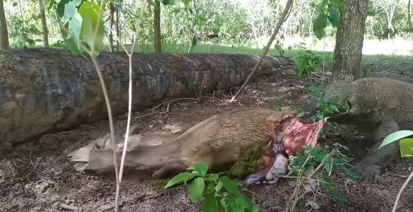 Komodo ejderi hamile geyiği yavrusuyla birlikte canlı canlı yedi! Vahşi doğanın korkunç yüzü kameralara yansıdı - Resim: 53