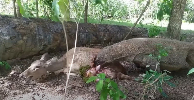 Komodo ejderi hamile geyiği yavrusuyla birlikte canlı canlı yedi! Vahşi doğanın korkunç yüzü kameralara yansıdı - Resim: 47