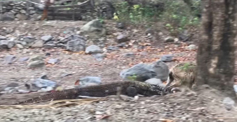 Komodo ejderinin keçi avı kamerada! Dehşete düşüren görüntü - Resim: 11