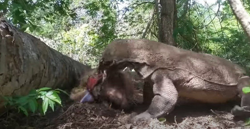 Komodo ejderi hamile geyiği yavrusuyla birlikte canlı canlı yedi! Vahşi doğanın korkunç yüzü kameralara yansıdı - Resim: 43