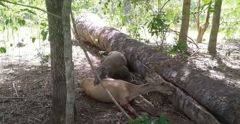 Komodo ejderi hamile geyiği yavrusuyla birlikte canlı canlı yedi! Vahşi doğanın korkunç yüzü kameralara yansıdı - Resim: 6