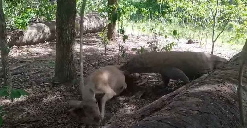 Komodo ejderi hamile geyiği yavrusuyla birlikte canlı canlı yedi! Vahşi doğanın korkunç yüzü kameralara yansıdı - Resim: 14