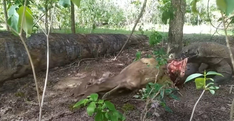 Komodo ejderi hamile geyiği yavrusuyla birlikte canlı canlı yedi! Vahşi doğanın korkunç yüzü kameralara yansıdı - Resim: 55