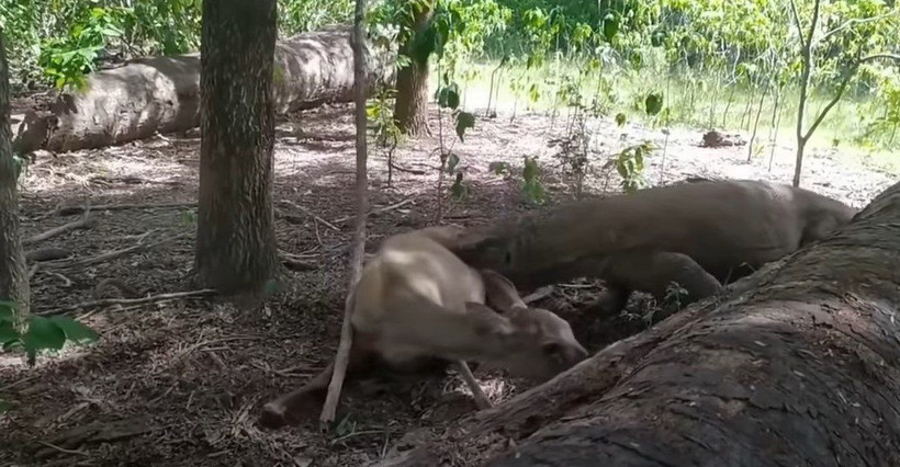 Komodo ejderi hamile geyiği yavrusuyla birlikte canlı canlı yedi! Vahşi doğanın korkunç yüzü kameralara yansıdı - Resim: 13