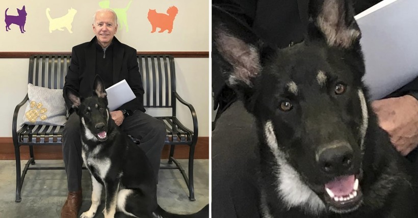 Beyaz Saray'da Biden'ın köpekleri krizi! - Resim: 4