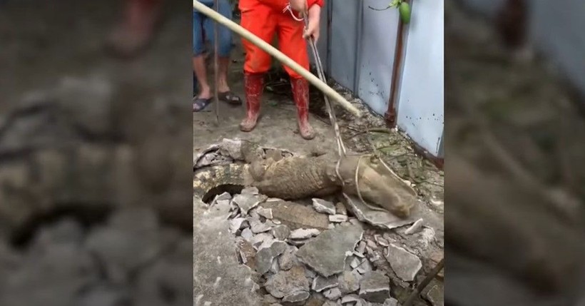 Kırdıkları beton yolun altından timsah çıktı! Gelen seslerin ardından ekipler harekete geçti | Gözlerine inanamadılar - Resim: 8