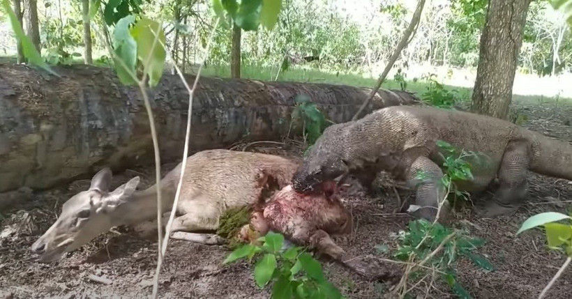 Komodo ejderi hamile geyiği yavrusuyla birlikte canlı canlı yedi! Vahşi doğanın korkunç yüzü kameralara yansıdı - Resim: 45