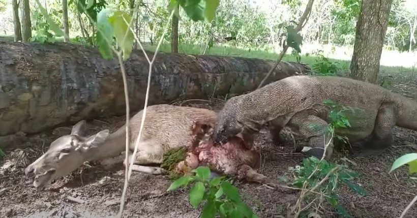 Komodo ejderi hamile geyiği yavrusuyla birlikte canlı canlı yedi! Vahşi doğanın korkunç yüzü kameralara yansıdı - Resim: 46
