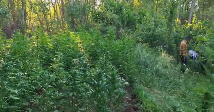 Dünya Miras Listesi'ndeki Hevsel Bahçeleri'nde 2 milyar TL'lik kenevir imha edildi - Resim: 4