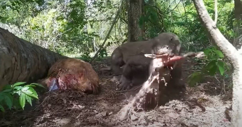 Komodo ejderi hamile geyiği yavrusuyla birlikte canlı canlı yedi! Vahşi doğanın korkunç yüzü kameralara yansıdı - Resim: 35