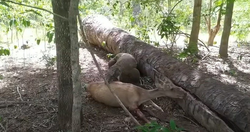 Komodo ejderi hamile geyiği canlı canlı yedi! Vahşi doğanın acımasız yüzü böyle görüntülendi - Resim: 4