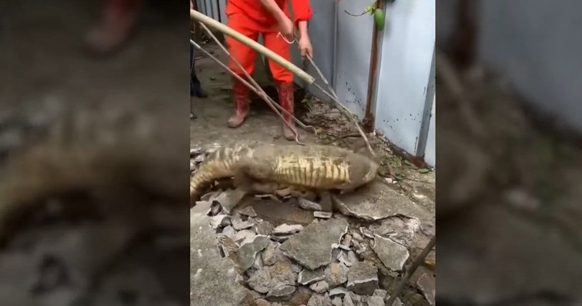 Kırdıkları beton yolun altından timsah çıktı! Gelen seslerin ardından ekipler harekete geçti | Gözlerine inanamadılar - Resim: 10