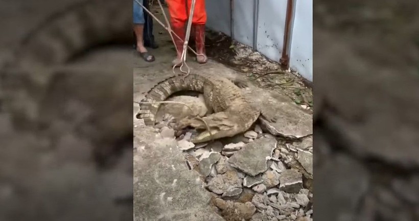 Kırdıkları beton yolun altından timsah çıktı! Gelen seslerin ardından ekipler harekete geçti | Gözlerine inanamadılar - Resim: 11