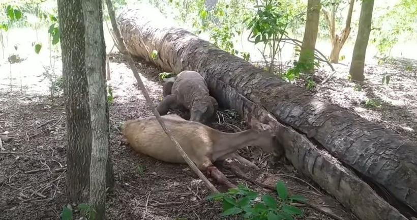 Komodo ejderi hamile geyiği yavrusuyla birlikte canlı canlı yedi! Vahşi doğanın korkunç yüzü kameralara yansıdı - Resim: 8