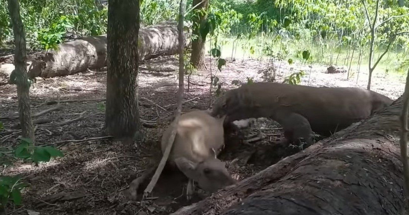 Komodo ejderi hamile geyiği yavrusuyla birlikte canlı canlı yedi! Vahşi doğanın korkunç yüzü kameralara yansıdı - Resim: 15