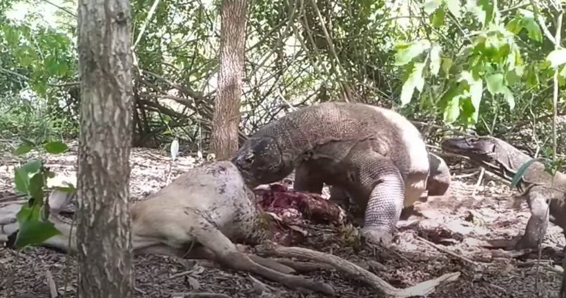 Komodo ejderi hamile geyiği yavrusuyla birlikte canlı canlı yedi! Vahşi doğanın korkunç yüzü kameralara yansıdı - Resim: 80