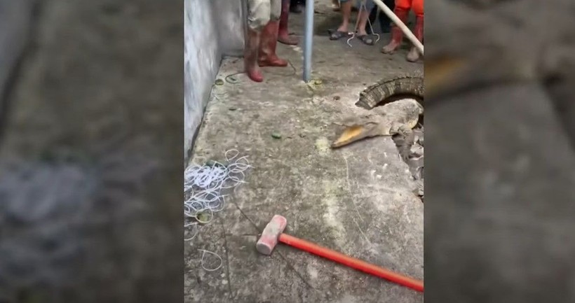 Kırdıkları beton yolun altından timsah çıktı! Gelen seslerin ardından ekipler harekete geçti | Gözlerine inanamadılar - Resim: 13