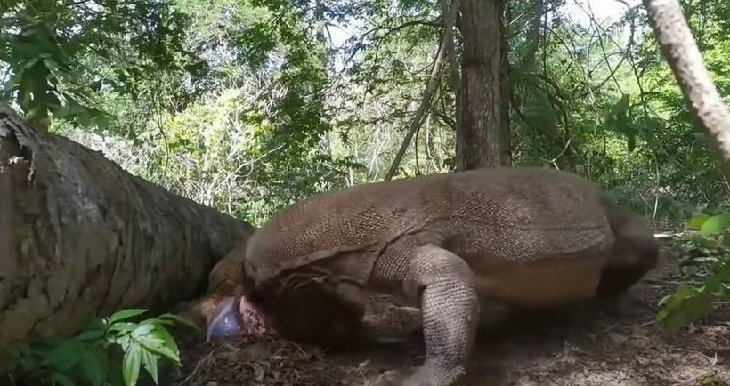 Komodo ejderi hamile geyiği canlı canlı yedi! Vahşi doğanın acımasız yüzü böyle görüntülendi - Resim: 14