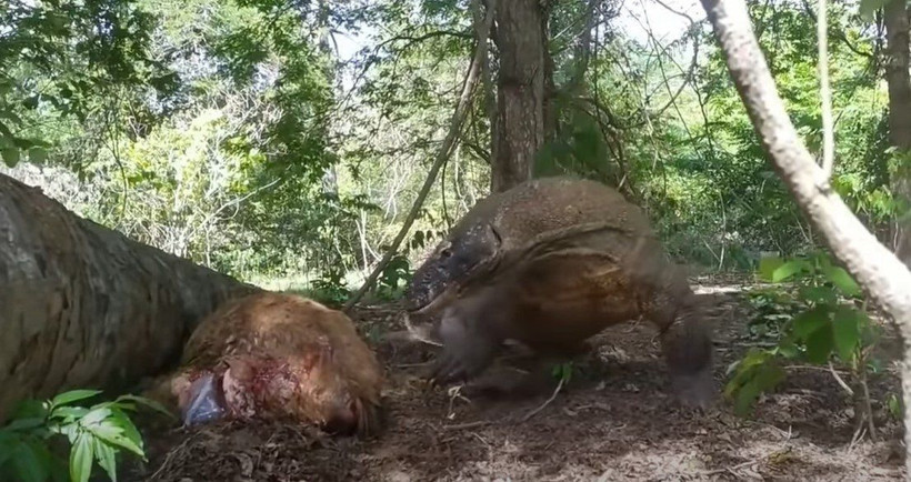Komodo ejderi hamile geyiği yavrusuyla birlikte canlı canlı yedi! Vahşi doğanın korkunç yüzü kameralara yansıdı - Resim: 41