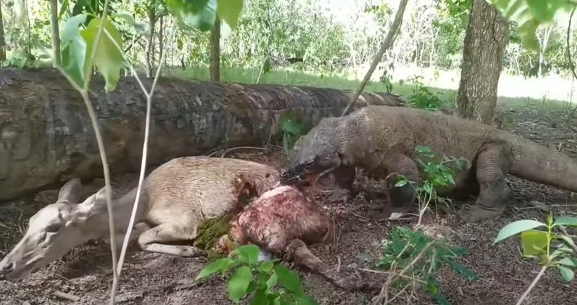 Komodo ejderi hamile geyiği yavrusuyla birlikte canlı canlı yedi! Vahşi doğanın korkunç yüzü kameralara yansıdı - Resim: 44
