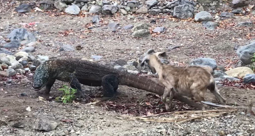 Komodo ejderinin keçi avı kamerada! Dehşete düşüren görüntü - Resim: 7
