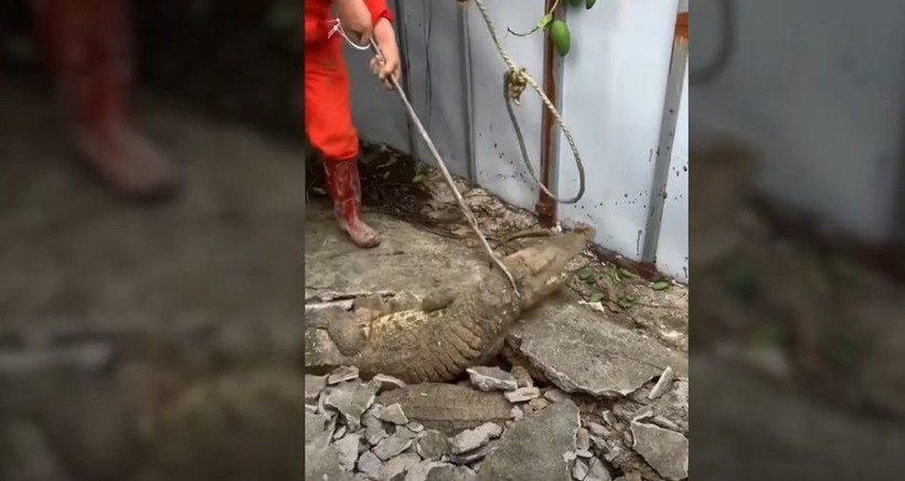 Kırdıkları beton yolun altından timsah çıktı! Gelen seslerin ardından ekipler harekete geçti | Gözlerine inanamadılar - Resim: 7