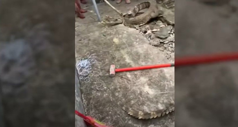 Kırdıkları beton yolun altından timsah çıktı! Gelen seslerin ardından ekipler harekete geçti | Gözlerine inanamadılar - Resim: 17