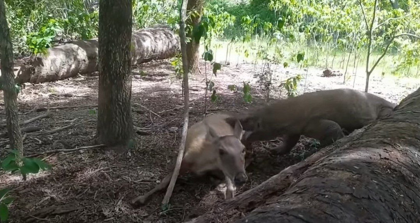 Komodo ejderi hamile geyiği yavrusuyla birlikte canlı canlı yedi! Vahşi doğanın korkunç yüzü kameralara yansıdı - Resim: 12
