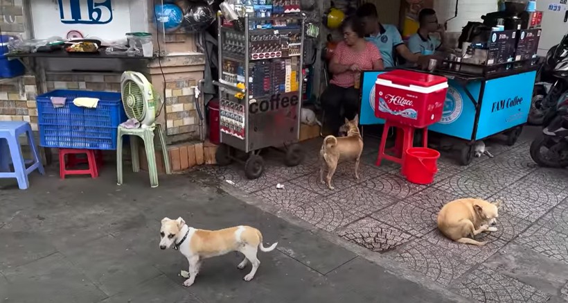 Türk gezgin Fatih Koparan Vietnam'da köpek eti satan restorana gitti! "Köpek çevirme" yapıldığını görünce kokuya dayanamadı kusmamak için kendisini zor tuttu - Resim: 69