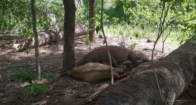 Komodo ejderi hamile geyiği canlı canlı yedi! Vahşi doğanın acımasız yüzü böyle görüntülendi - Resim: 2