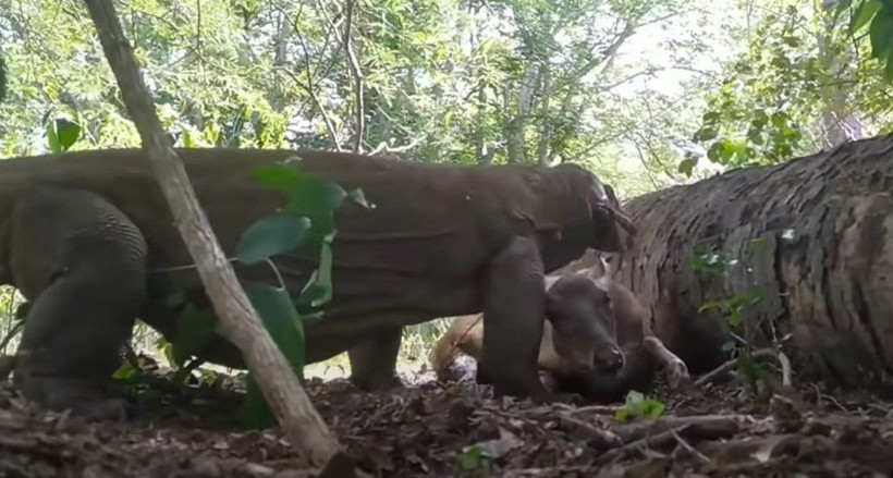 Komodo ejderi hamile geyiği yavrusuyla birlikte canlı canlı yedi! Vahşi doğanın korkunç yüzü kameralara yansıdı - Resim: 27