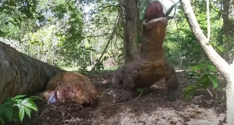 Komodo ejderi hamile geyiği yavrusuyla birlikte canlı canlı yedi! Vahşi doğanın korkunç yüzü kameralara yansıdı - Resim: 39